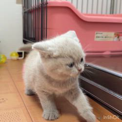 納谷颯ブリーダーのブログ：エビちゃんベビー成長記録31日目🦐  おもちゃで遊ぶようになってきました💕🩷💕