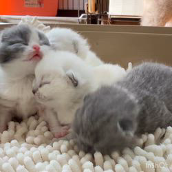 納谷颯ブリーダーのブログ：カキちゃんベビー成長記録9日目🤍🖤  丸々コロコロして可愛すぎます✨