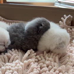 納谷颯ブリーダーのブログ：カキちゃんベビー成長記録10日目🤍🖤  順調に成長しています💕✨