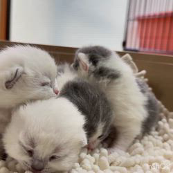 納谷颯ブリーダーのブログ：カキちゃんベビー成長記録11日目🤍🖤  ブルー&ホワイトのベビーは完全に目が開きました😄