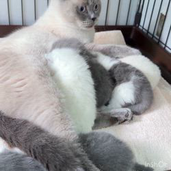 納谷颯ブリーダーのブログ：カキちゃんベビー成長記録14日目🤍🖤  今日は授乳の様子をお届け✨