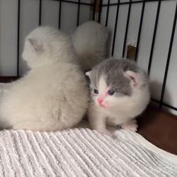 納谷颯ブリーダーのブログ：カキちゃんベビー成長記録17日目🤍🖤  順調に成長中です✨✨