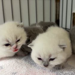 納谷颯ブリーダーのブログ：カキちゃんベビー成長記録18日目🤍🖤  順調に成長中です💕💕