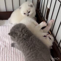 納谷颯ブリーダーのブログ：カキちゃんベビー成長記録19日目🤍🖤  順調に成長中です✨ めちゃくちゃ可愛くなってます💕🩷