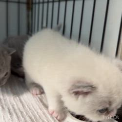 納谷颯ブリーダーのブログ：カキちゃんベビー成長記録23日目🤍🖤  離乳食スタートしました✨ まだ食べませんが、、、笑笑