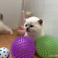 納谷颯ブリーダーのブログ：カキちゃんベビー成長記録26日目🤍🖤  おもちゃに興味出てきたかな？？？💕✨💕