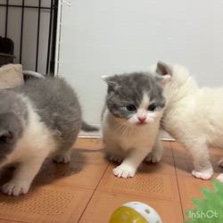 納谷颯ブリーダーのブログ：カキちゃんベビー成長記録27日目🤍🖤  かなりしっかりと歩けるようになってきました💕💕