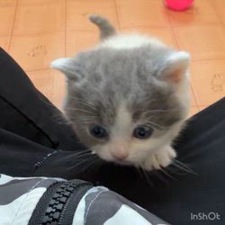 納谷颯ブリーダーのブログ：カキちゃんベビー成長記録29日目🤍🖤  順調に成長中のベビーたちです✨