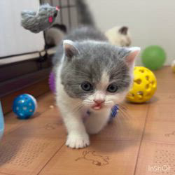 納谷颯ブリーダーのブログ：カキちゃんベビー成長記録32日目✨