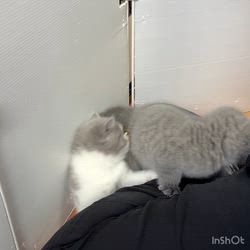 納谷颯ブリーダーのブログ：カキちゃんベビー成長記録44日目🤍🖤  順調に成長中です✨