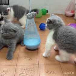 納谷颯ブリーダーのブログ：カキちゃんベビー成長記録46日目🤍🖤  今日も元気に遊んでいます✨✨