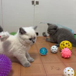 納谷颯ブリーダーのブログ：カキちゃんベビー成長記録51日目🤍🖤  今日も元気に遊んでいます✨✨