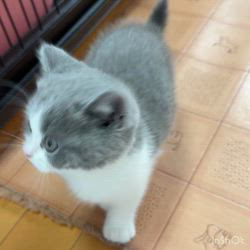 納谷颯ブリーダーのブログ：カキちゃんベビー成長記録53日目🤍🖤  成長記録最終回まであと3日です✨