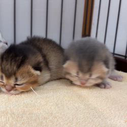 納谷颯ブリーダーのブログ：クリスティベビー成長記録12日目💐  順調に成長中です😆😆