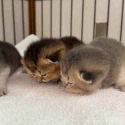 納谷颯ブリーダーのブログ：クリスティベビー成長記録13日目💐  順調に成長中です🩷💕✨