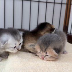 納谷颯ブリーダーのブログ：クリスティベビー成長記録14日目💐  徐々に移動する範囲が増えてきたように思います☺️💕✨