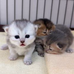 納谷颯ブリーダーのブログ：クリスティベビー成長記録18日目💐  順調に成長中です✨