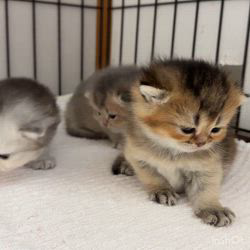 納谷颯ブリーダーのブログ：クリスティベビー成長記録19日目💐  順調に成長中のベビーたち✨