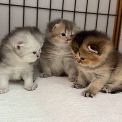 納谷颯ブリーダーのブログ：クリスティベビー成長記録21日目💐  順調に成長中です✨✨ 前足にだいぶ力がついてきました💕💕