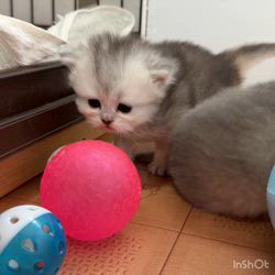 納谷颯ブリーダーのブログ：クリスティベビー成長記録23日目💐  順調に成長中です✨✨