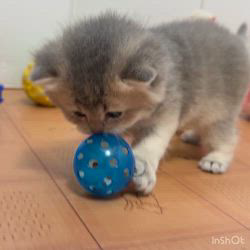 納谷颯ブリーダーのブログ：クリスティベビー成長記録28日目💐  おもちゃで遊ぶ様子が見れました☺️🩷✨