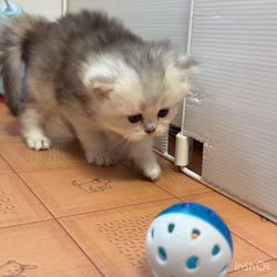 納谷颯ブリーダーのブログ：クリスティベビー成長記録30日目💐  今日も元気に遊んでいます✨😆✨