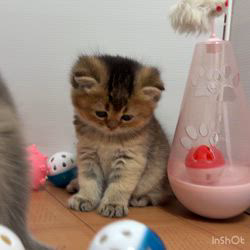 納谷颯ブリーダーのブログ：クリスティベビー成長記録34日目💐  今日も元気に遊んでいます💕👏💕