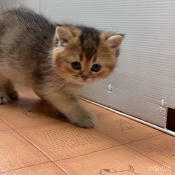 納谷颯ブリーダーのブログ：クリスティベビー成長記録42日目💐  今日も元気に遊んでるベビーたちです💕💕✨✨