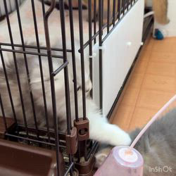 納谷颯ブリーダーのブログ：クリスティベビー成長記録44日目💐  順調に成長中です✨✨