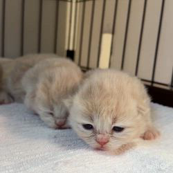 納谷颯ブリーダーのブログ：ホタテベビー成長記録11日目☺️✨  今日からケージ生活スタート✨