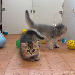 納谷颯ブリーダーのブログ：クリスティベビー成長記録56日目💐最終回🥺  本日でクリスティベビー成長記録は最終回となります✨