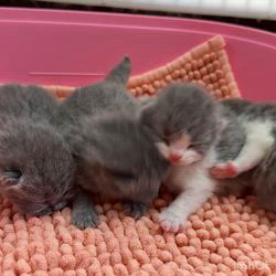 納谷颯ブリーダーのブログ：モコミベビー成長記録8日目☁️☁️  目が開いてきました✨😆👏