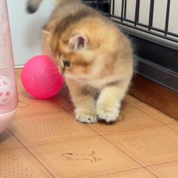 納谷颯ブリーダーのブログ：マロンベビー成長記録46日目🌰  今日も元気に遊んでいます✨