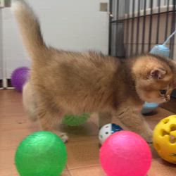 納谷颯ブリーダーのブログ：マロンベビー成長記録48日目🌰  今日も元気に遊んでいます✨
