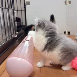 納谷颯ブリーダーのブログ：ふわちベビー成長記録40日目💕✨💕  産まれて40日が経ちました🤩
