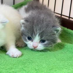 納谷颯ブリーダーのブログ：カキちゃんベビー成長記録17日目🦪✨💕  順調に成長中です✨