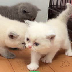納谷颯ブリーダーのブログ：カキちゃんベビー成長記録27日目🦪✨💕  ケージの外へ✨