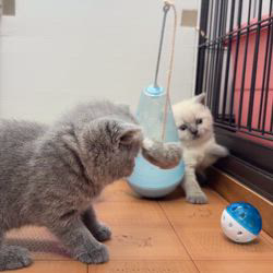 納谷颯ブリーダーのブログ：カキちゃんベビー成長記録29日目🦪✨💕  おもちゃで遊んでくれるようになりました✨