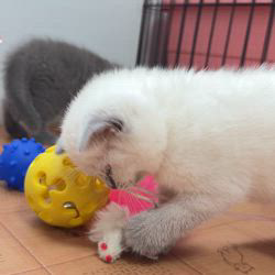 納谷颯ブリーダーのブログ：カキちゃんベビー成長記録43日目🦪✨💕  今日も、元気に遊んでいます✨