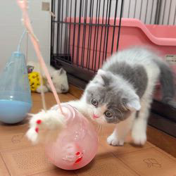 納谷颯ブリーダーのブログ：カキちゃんベビー成長記録49日目🦪✨💕  元気に遊んでいます✨