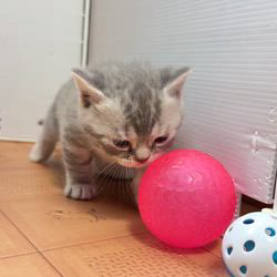 納谷颯ブリーダーのブログ：もなかベビー成長記録31日目💕🫘  順調に成長中です♪💕