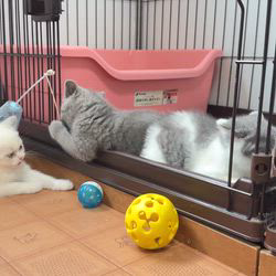 納谷颯ブリーダーのブログ：カキちゃんベビー成長記録52日目🦪✨💕  今日も元気に遊んでいます✨