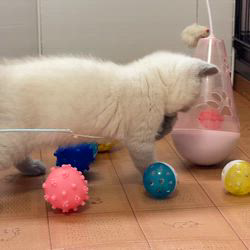 納谷颯ブリーダーのブログ：カキちゃんベビー成長記録54日目🦪✨💕  今日も元気に遊んでいます✨