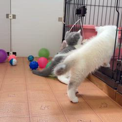 納谷颯ブリーダーのブログ：カキちゃんベビー成長記録56日目　最終回✨💕  本日でカキちゃんベビー成長記録は最終回です♪
