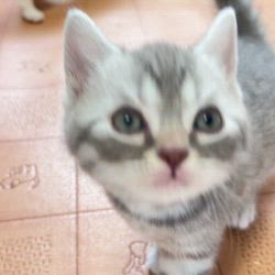 納谷颯ブリーダーのブログ：もなかベビー成長記録38日目💕🫘  俊敏な動きになってきました💕