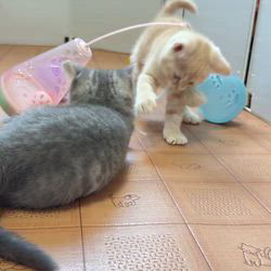 のブログ：もなかベビー成長記録53日目💕🫘  元気に遊んでいます✨