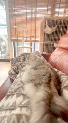 小林健太ブリーダーのブログ：こてんちゃんご懐妊！？