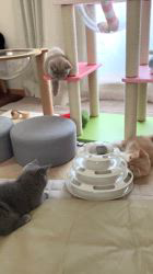 関口カオリブリーダーのブログ：マンチカン子猫