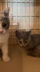 関口カオリブリーダーのブログ：🐈‍⬛ もうすぐ掲載マンチカン
