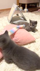 関口カオリブリーダーのブログ：掲載中のマンチカン♡おもちゃを持って逃げる💨